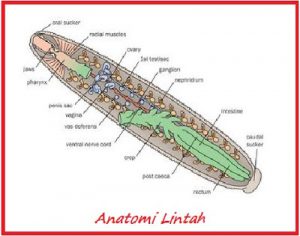 ilustrasi anatomi lintah